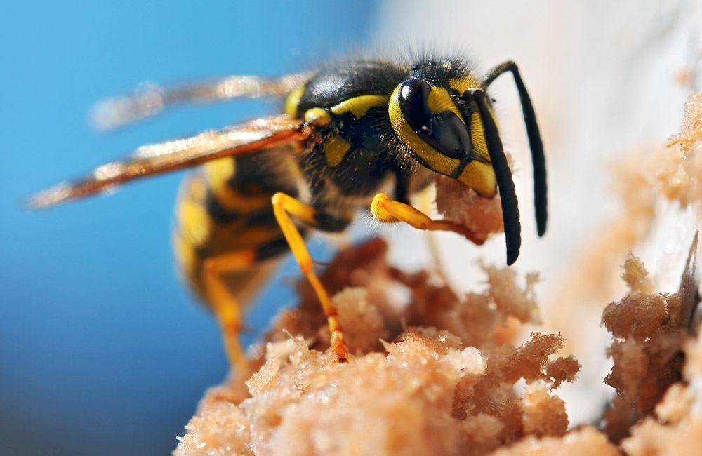 A bee is eating food on the ground.